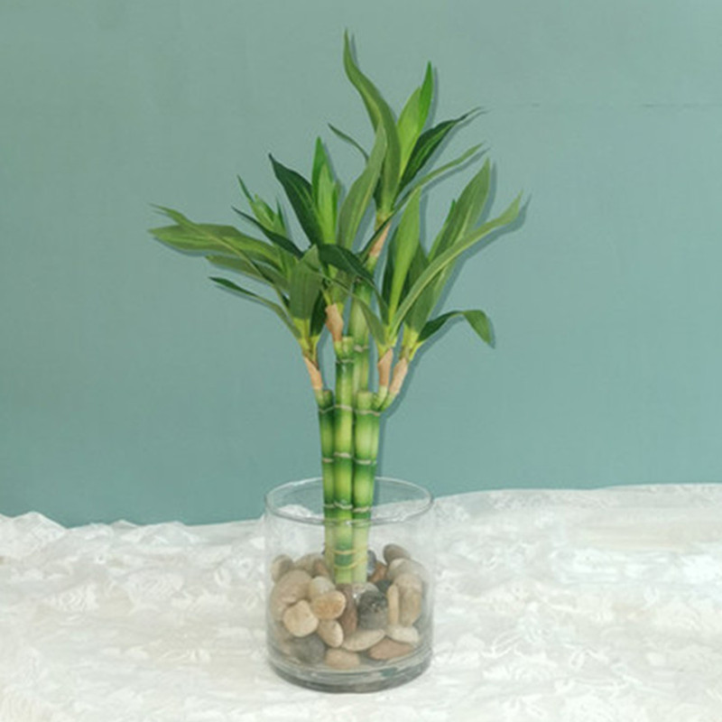 Aquarium Marine Fish - Baru 40Cm RFtificial Bambu Beruntung Tanaman