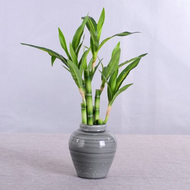 Baru 40Cm RFtificial Bambu Ber - Aquarium Marine Fish ulasan dan harga