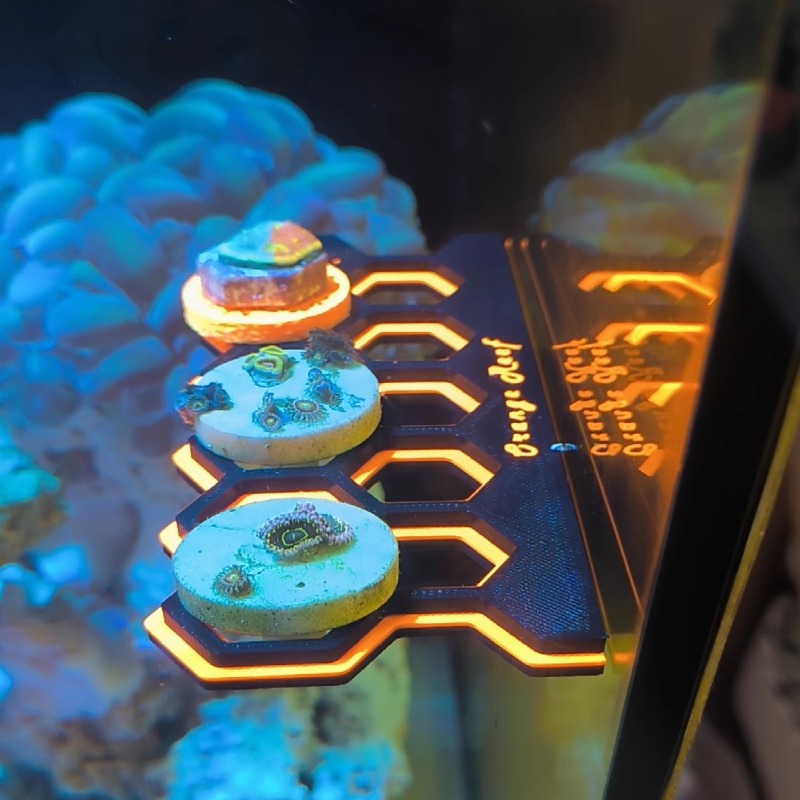 Tempat Penyangga Terumbu Karan - Coral Frag Plug ulasan dan harga